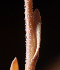 Boechera depauperata