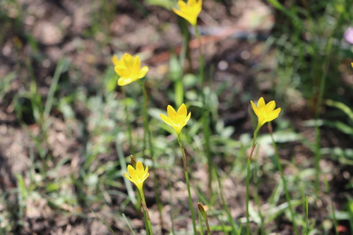 Image of Zephyranthes pulchella by (c) Rich Sommer, some rights reserved (CC BY)