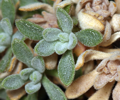 Boechera depauperata