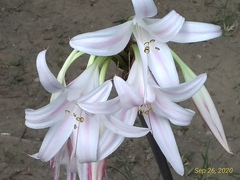 Crinum
