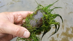 Podostemum ceratophyllum