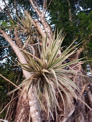 Dracaena reflexa angustifolia