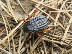 Epipedonota nitida