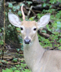 Odocoileus virginianus
