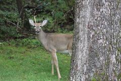 Odocoileus virginianus