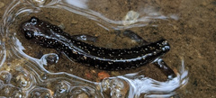 Plethodon jacksoni