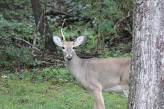 Odocoileus virginianus