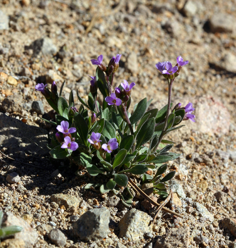 Elko rockcress (Boechera elkoensis)
