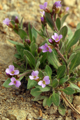 Boechera elkoensis