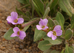 Boechera elkoensis
