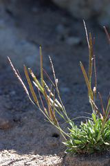 Boechera elkoensis