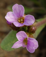 Boechera elkoensis