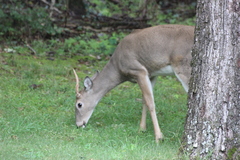 Odocoileus virginianus