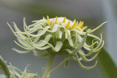 Helianthus californicus
