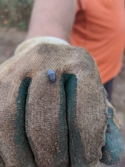 Armadillidium nasatum