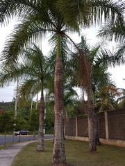 Roystonea borinquena