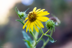 Helianthus californicus
