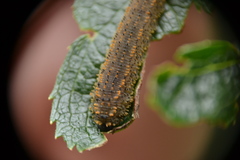 Lagium atroviolaceum