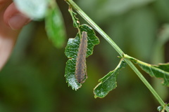 Lagium atroviolaceum