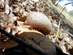 Myriostoma australianum