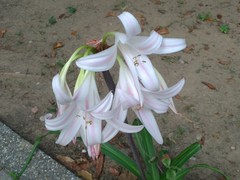 Crinum