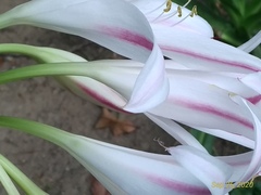 Crinum