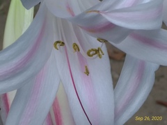Crinum