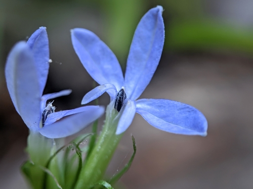 Image of Palmerella debilis by no rights reserved