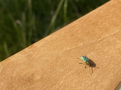 Trirhabda flavolimbata