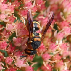 Euodynerus castigatus