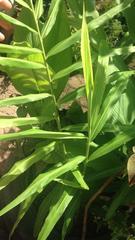 Zingiber officinale