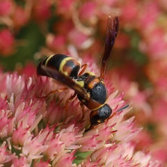 Euodynerus castigatus