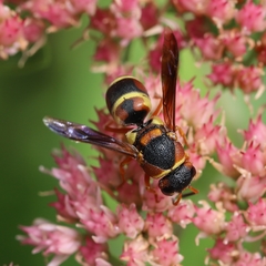 Euodynerus castigatus