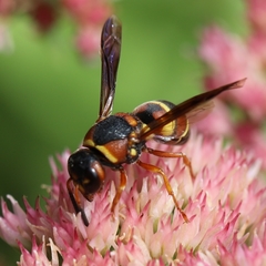Euodynerus castigatus