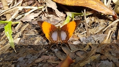 Marpesia marcella valetta