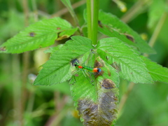 Paramastax rosenbergi