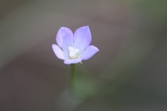 Wahlenbergia multicaulis