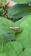 Melanoplus differentialis