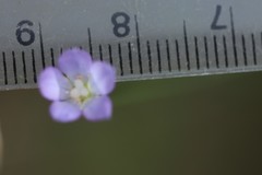 Wahlenbergia multicaulis