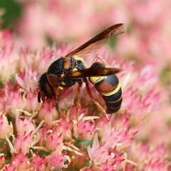 Euodynerus castigatus