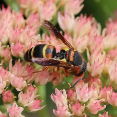 Euodynerus castigatus
