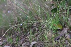 Wahlenbergia multicaulis