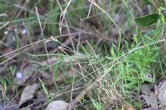 Wahlenbergia multicaulis