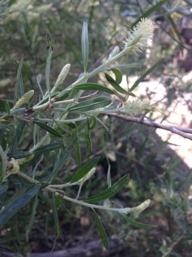 Image of Salix taxifolia by (c) Oscar C. González Martínez, some rights reserved (CC BY-SA)