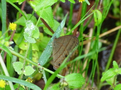 Hermeuptychia harmonia