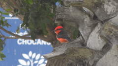 Pyrocephalus rubinus