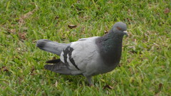 Columba livia