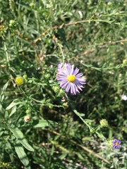 Psilactis asteroides