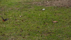 Pyrocephalus rubinus