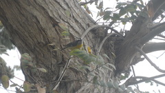 Coereba flaveola